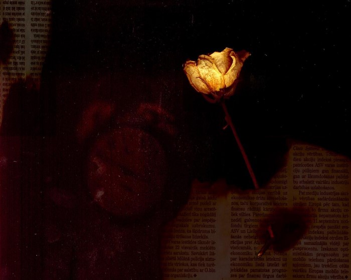 Dried yellow rose on newspaper