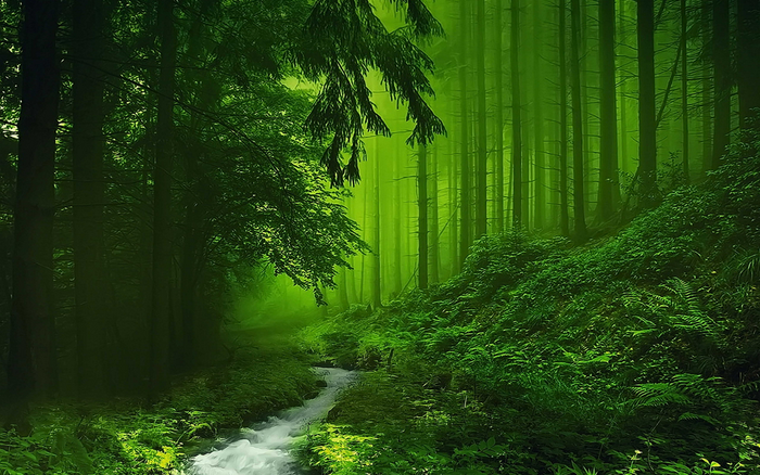Green forest with a stream and fog