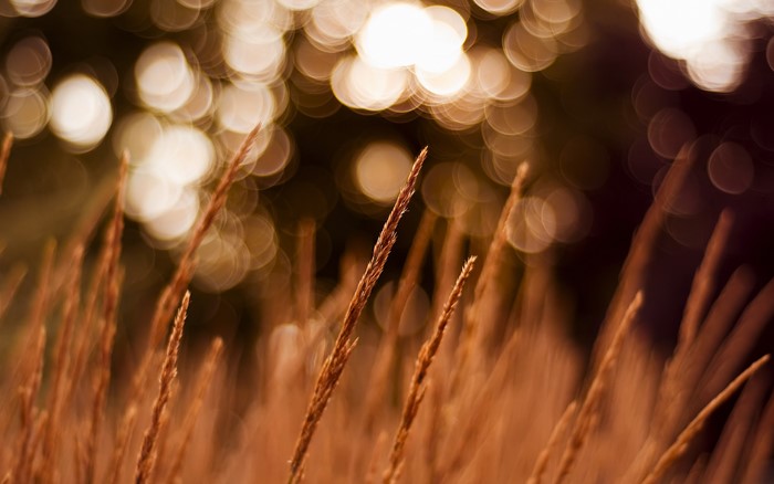 Wheat stalks with bokeh background
