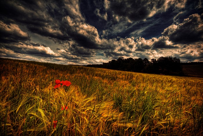 Field of wheat with poppies under stormy sky