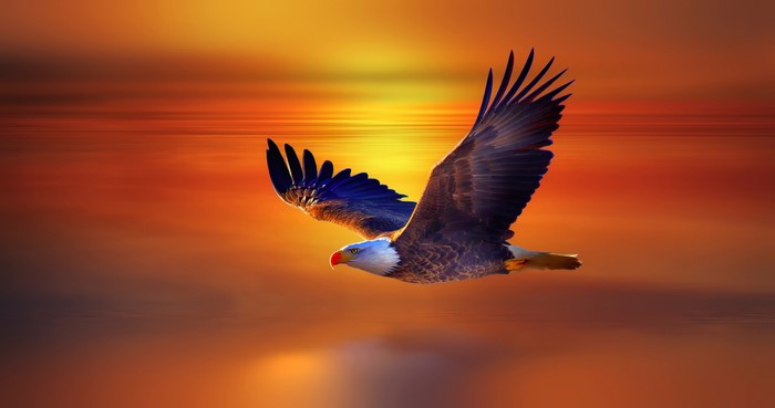 Bald Eagle Soaring at Vibrant Sunset