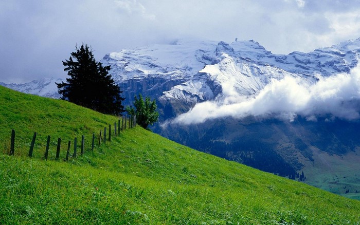 Green Hillside with Snow-Capped Mountains and Fence