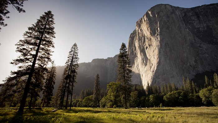El Capitan Cliff and Trees in Yosemite