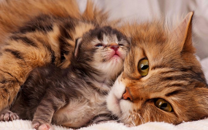 Mother Cat and Kitten