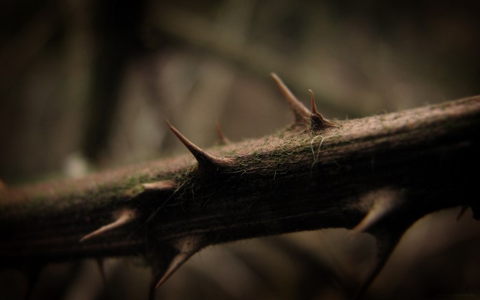 Close up of a thorny branch