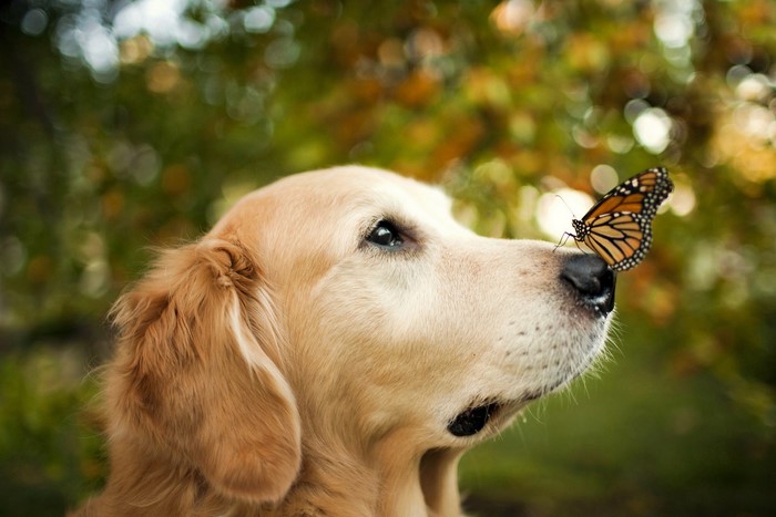 Golden Retriever with a Monarch Butterfly on its Nose