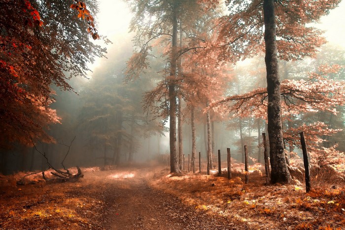 Autumn forest path with fog and fallen leaves