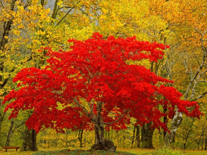 Red Maple Tree in Fall Landscape