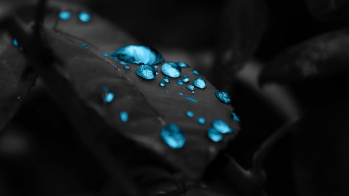Water drops on a dark leaf