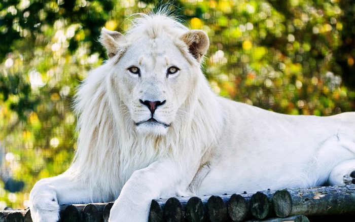 White lion lying on wooden logs with green foliage background