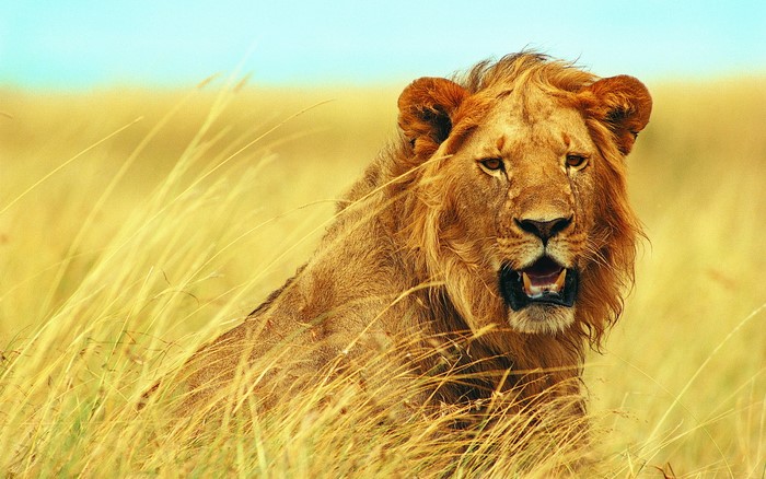 Lion in tall grass