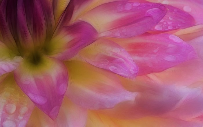 Close-up of pink and yellow dahlia petals with water droplets