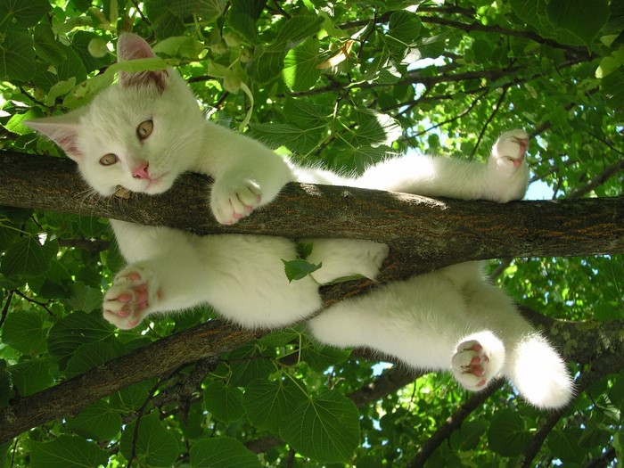Two white kittens resting on a tree branch