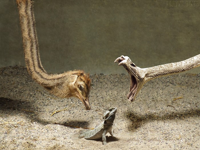 Ostrich, Snake, and Lizard in a Confrontation
