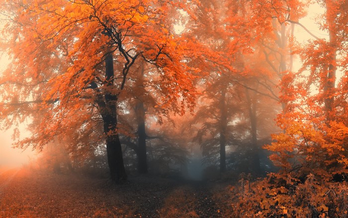 Autumn forest with orange leaves and fog