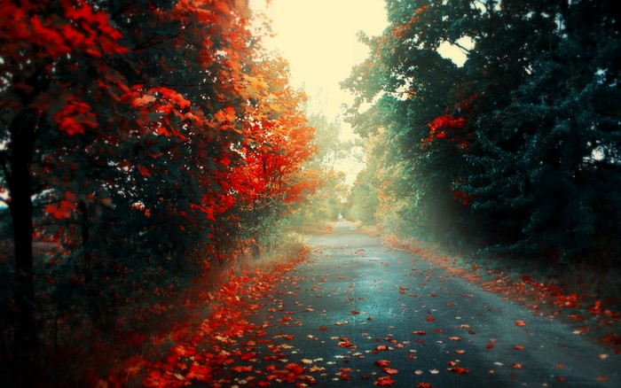 Autumn road through a forest with fallen leaves