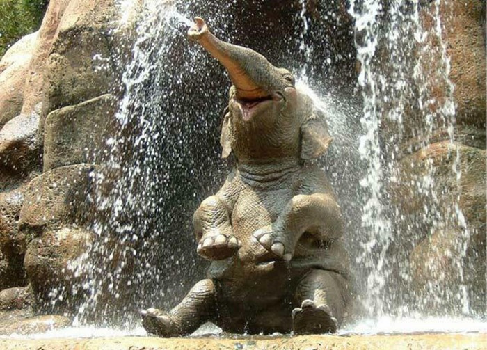 Elephant splashing water from a waterfall