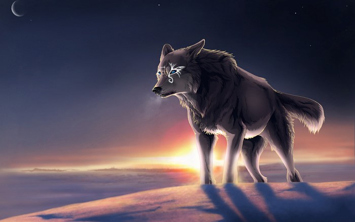 Wolf with markings at sunset