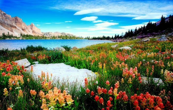 Wildflowers by a Mountain Lake