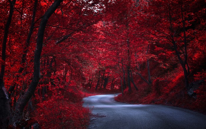 Road through a forest with red trees