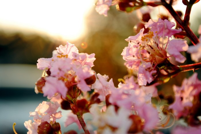 Close-up of pink crepe myrtle flowers at sunset