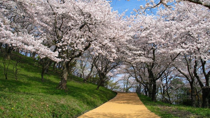 Path through cherry blossom trees in bloom