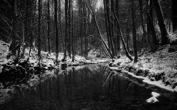 Winter forest with a stream