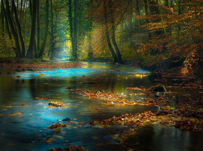 Forest river with fallen leaves and sunbeams