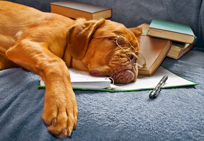 Dogue de Bordeaux dog wearing glasses sleeping on books