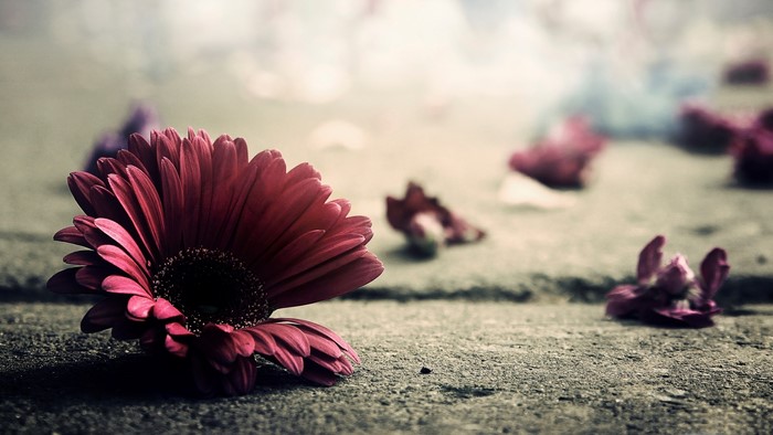 Red Gerbera Daisy on Concrete