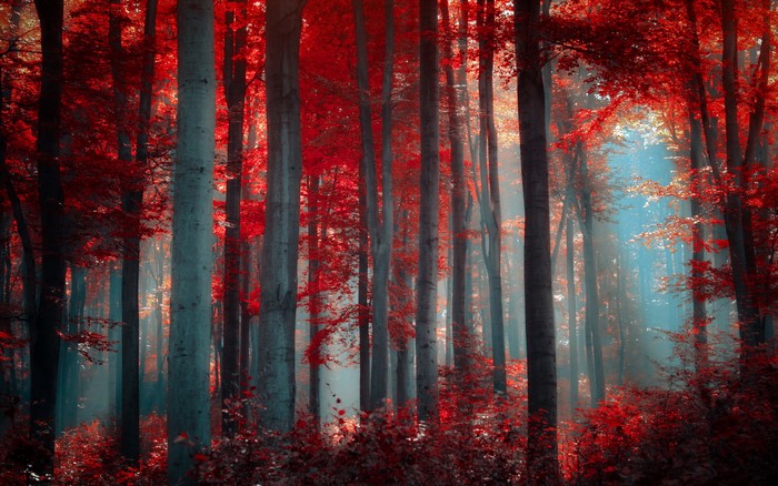 Red Forest in Autumn