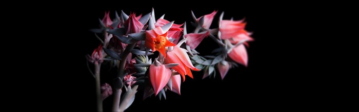 Pink and orange succulent flowers on black background