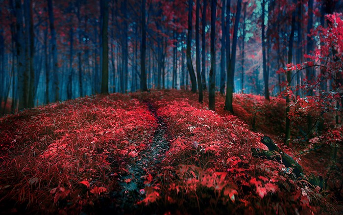 Red and blue forest path