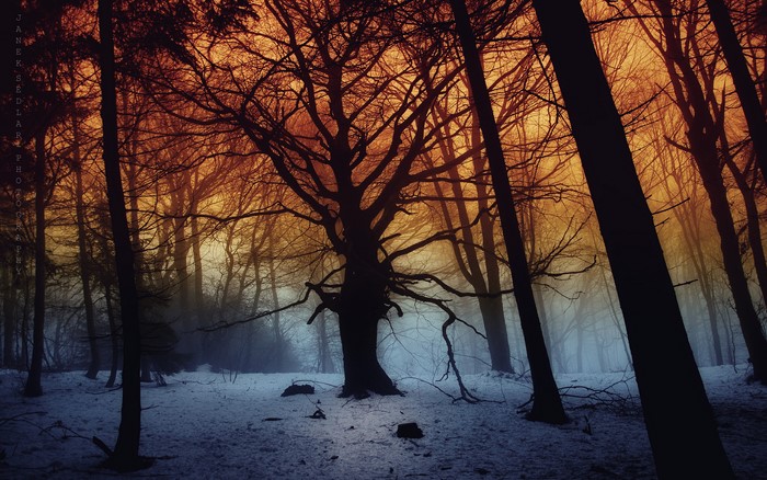 Forest in Winter with Snow and Trees