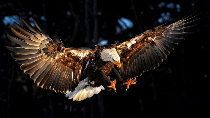 Bald Eagle in flight with wings spread