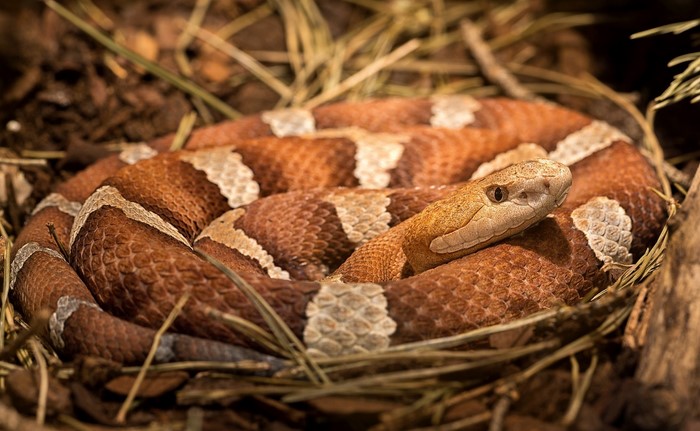 Copperhead snake coiled in natural habitat