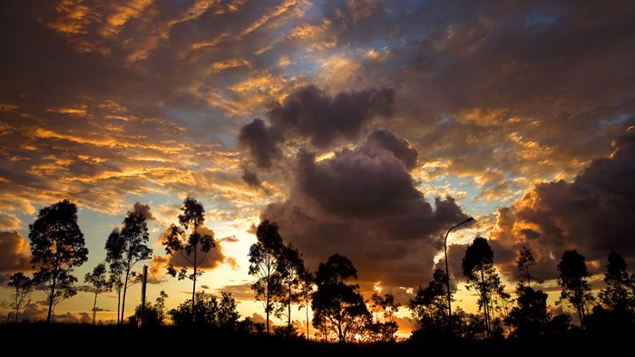Sunset over silhouetted trees