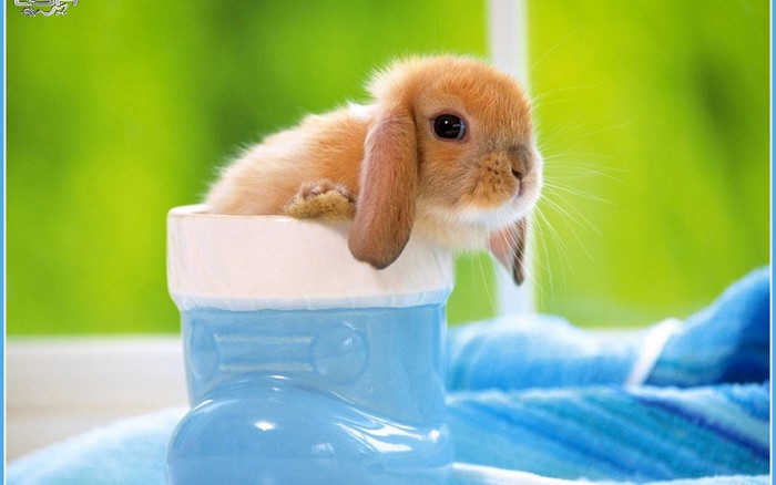 Cute baby rabbit in a blue boot