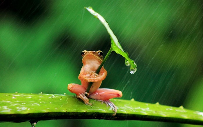 Frog holding a leaf as an umbrella in the rain