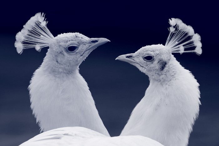 Two White Peafowl Close-up