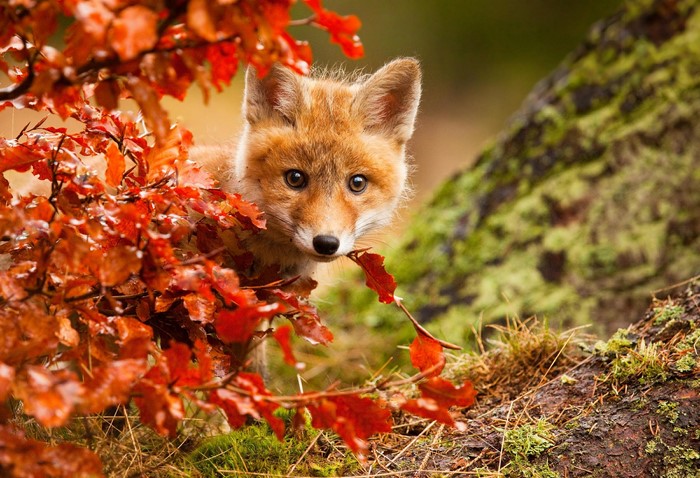 Cute fox cub peeking through autumn leaves