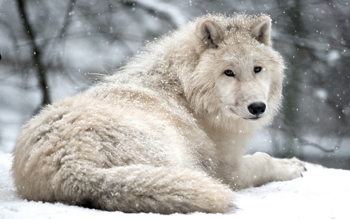 Arctic wolf lying in the snow