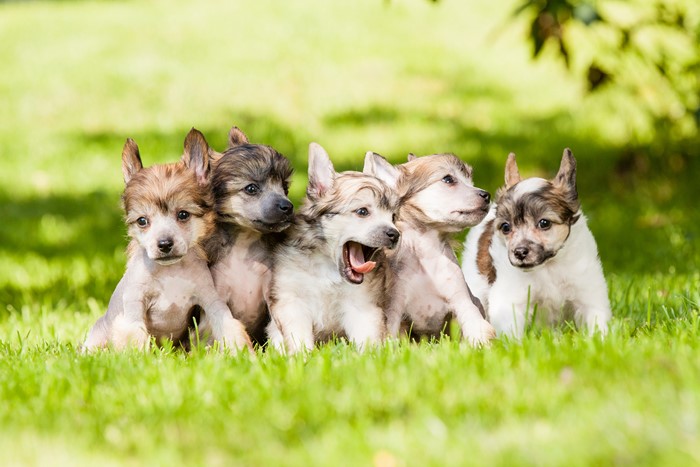 Five Chinese Crested puppies sitting on grass