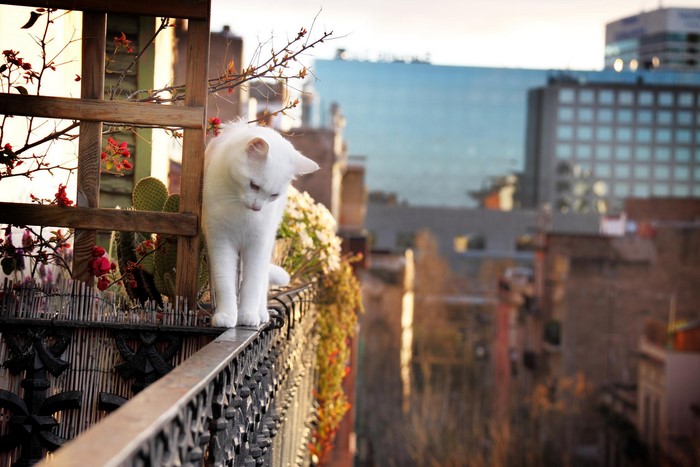 White cat on a balcony overlooking a city