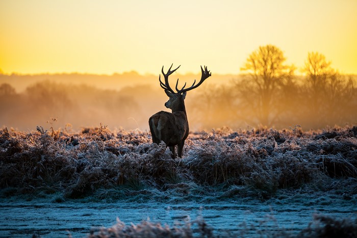Deer in a frosty field at sunrise