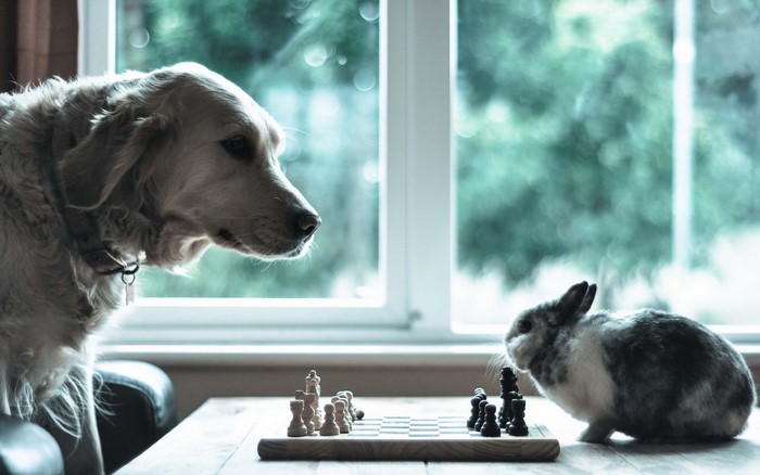 Dog and rabbit playing chess
