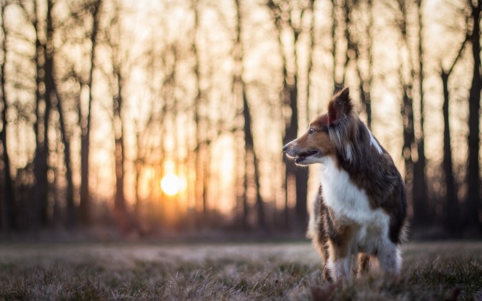 Dog in a forest at sunset