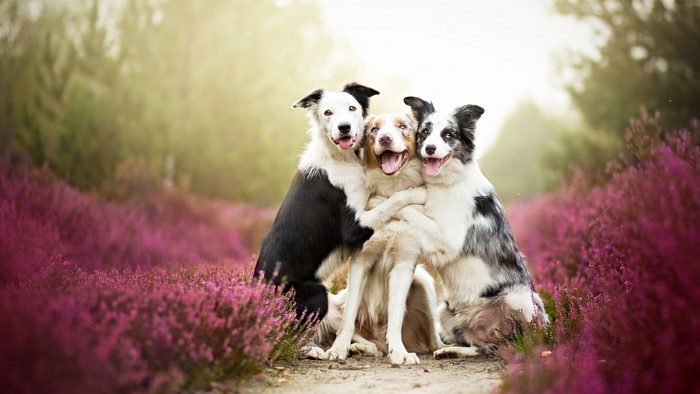 Three Joyful Dogs in Purple Heather