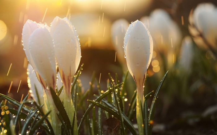 White Crocus flowers with water drops in sunlight