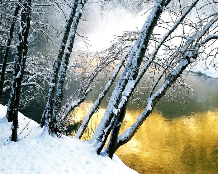 Winter scene with snow-covered trees and a golden river